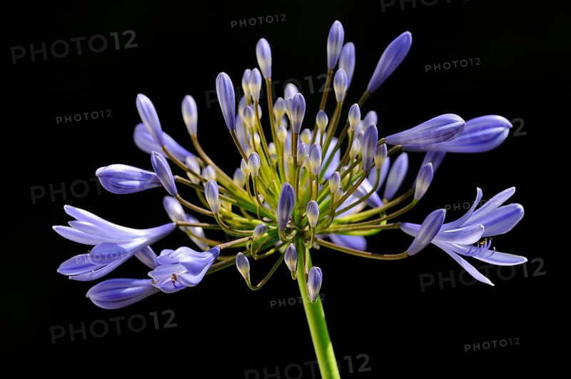 African lily or lily of the Nile (Agapanthus)