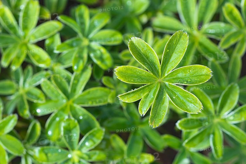 Alpine lady's-mantle (Alchemilla conjuncta) Stallental