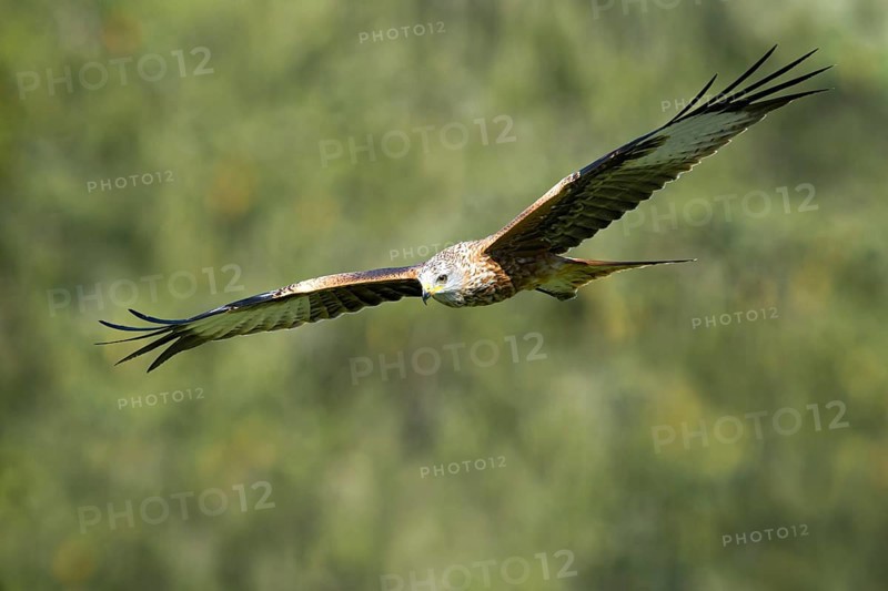 Red Kite (Milvus milvus)