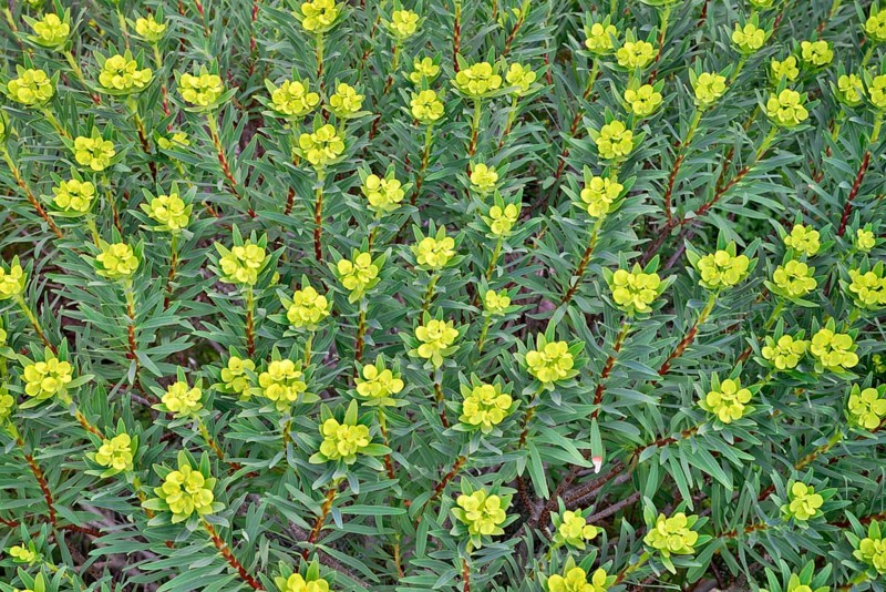 Tree Spurge (Euphorbia dendroides)