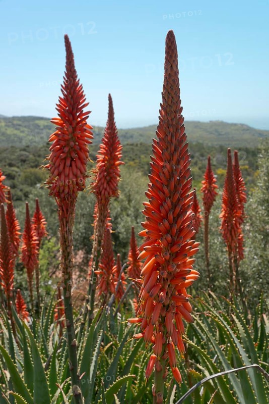 Krantz aloe (Aloe arbosescens)