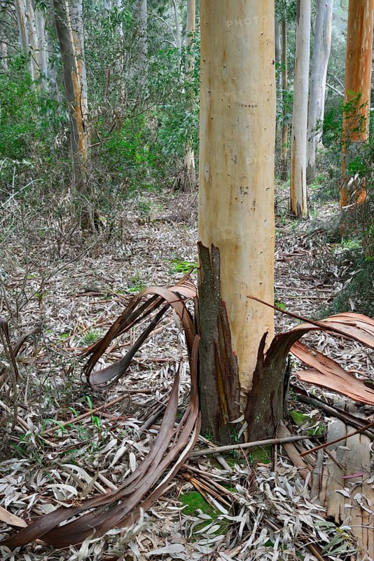 Eucalyptus (Eucalyptus spp.) with peeled bark