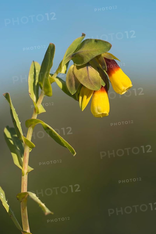 Honeywort (Cerinthe major)