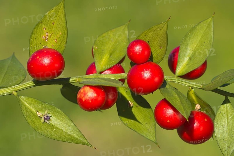 Butcher's Broom (Ruscus aculeatus)