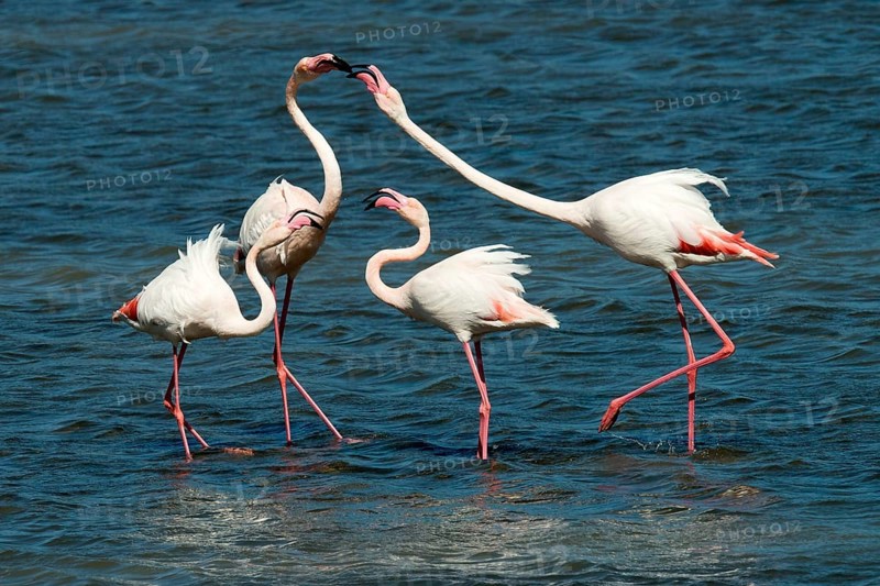 Pink flamingos (Phoenicopterus ruber)