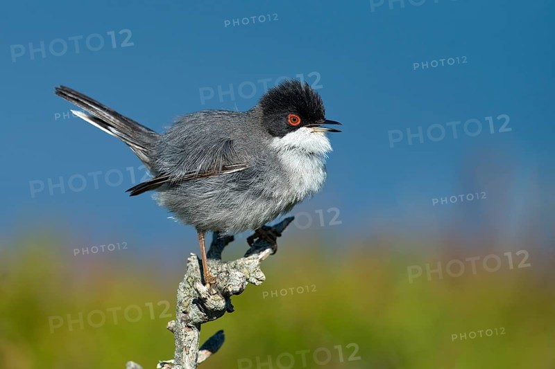 Sardinian Warbler (Sylvia melanocephala)