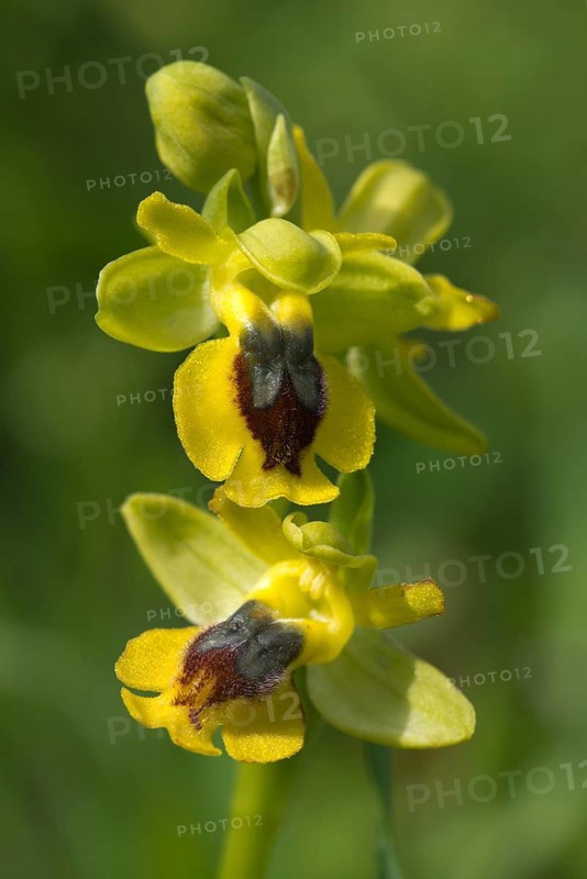 Yellow Orchid (Ophrys sicula)