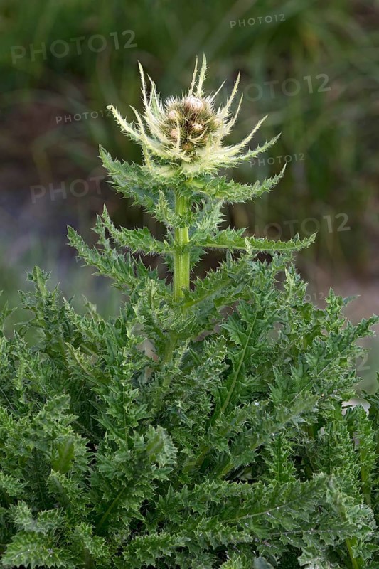 Spiniest Thistle (Cirsium spinosissimum)