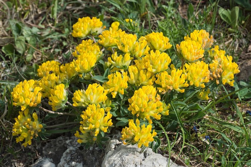 Alpine Kidney Vetch (Anthyllis vulneraria alpestris)