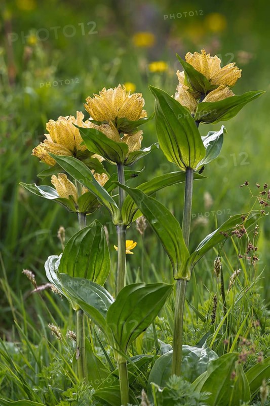 Spotted Gentian (Gentiana punctata)