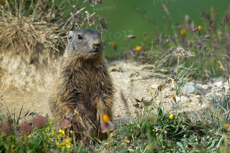 Alpine marmot (Marmota marmota)