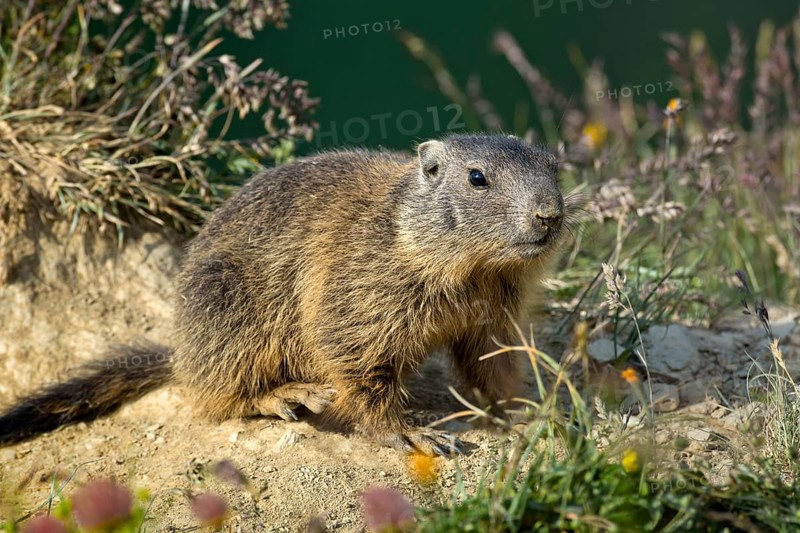 Alpine marmot (Marmota marmota)