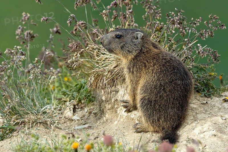 Alpine marmot (Marmota marmota)