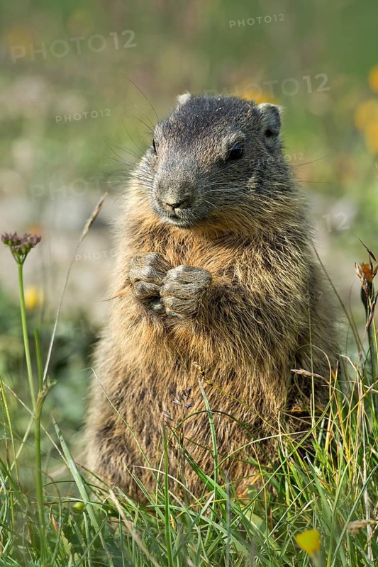 Alpine marmot (Marmota marmota)