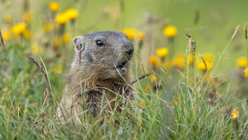 Alpine marmot (Marmota marmota)