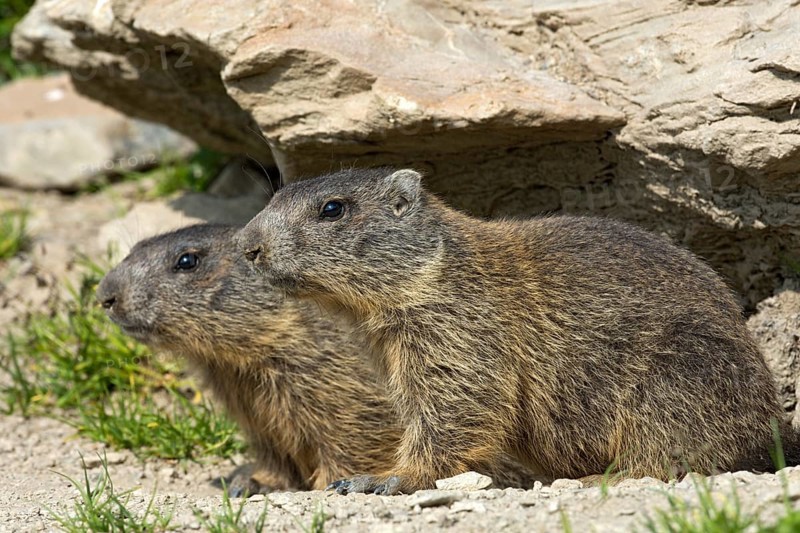 Alpine marmots (Marmota marmota) by their burrow
