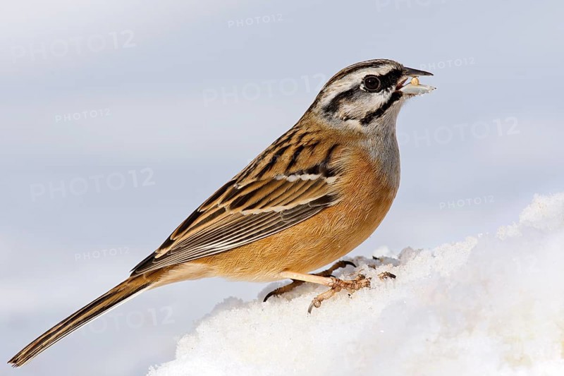 Rock Bunting (Emberiza cia) in the snow