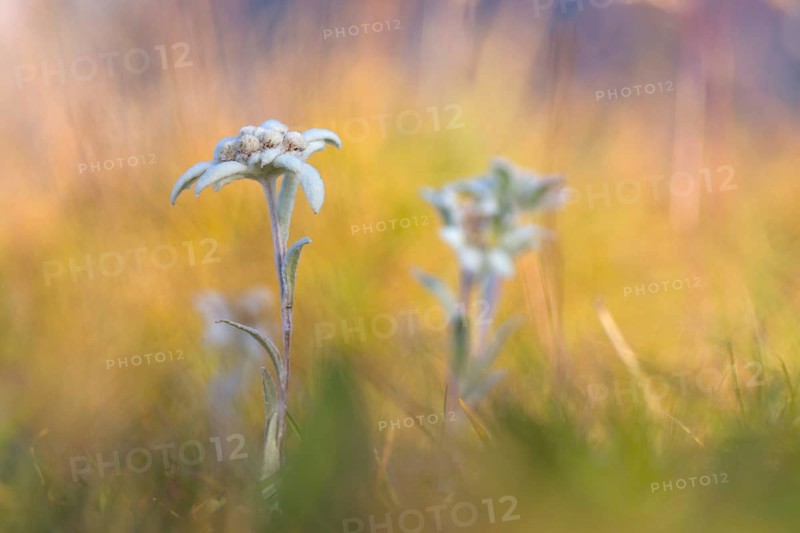 Edelweiss (Leontopodium nivale)