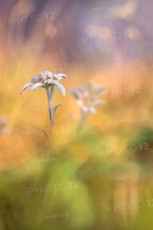 Edelweiss (Leontopodium nivale)