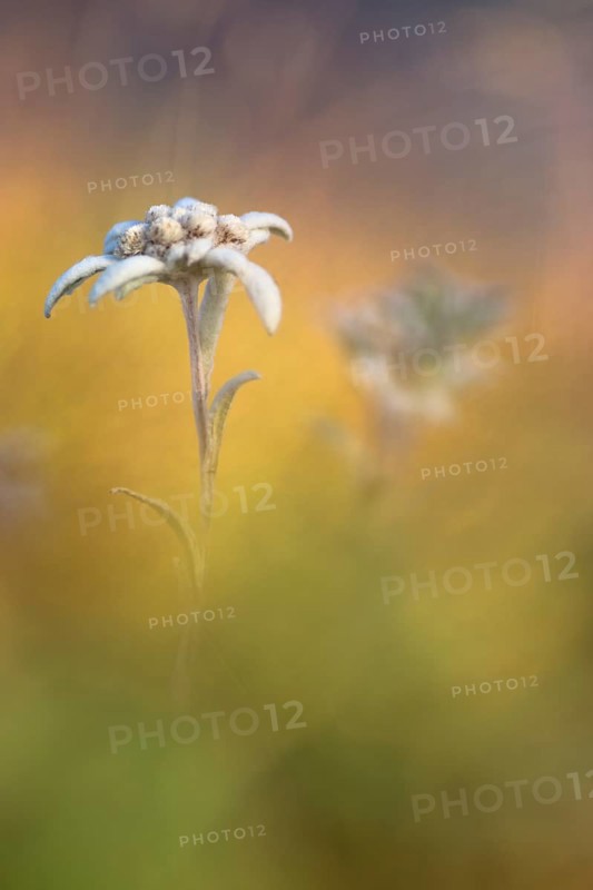 Edelweiss (Leontopodium nivale)