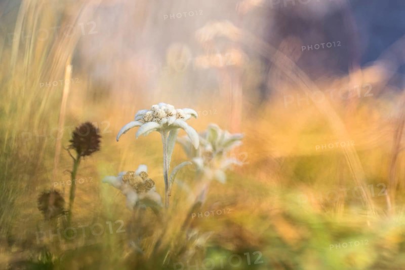 Edelweiss (Leontopodium nivale)
