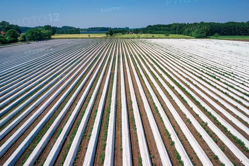 Asparagus field asparagus embankments covered with white plastic sheets