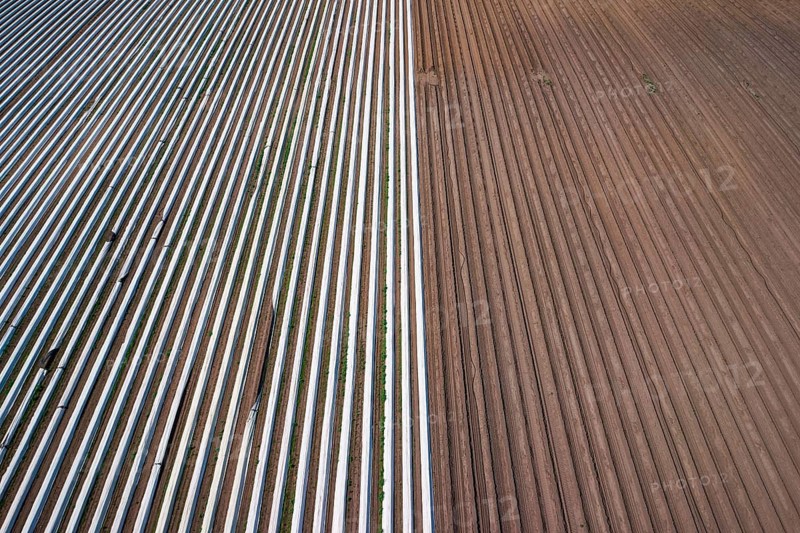 Asparagus field