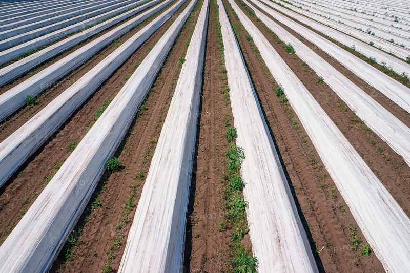 Asparagus field asparagus embankments covered with white plastic sheets