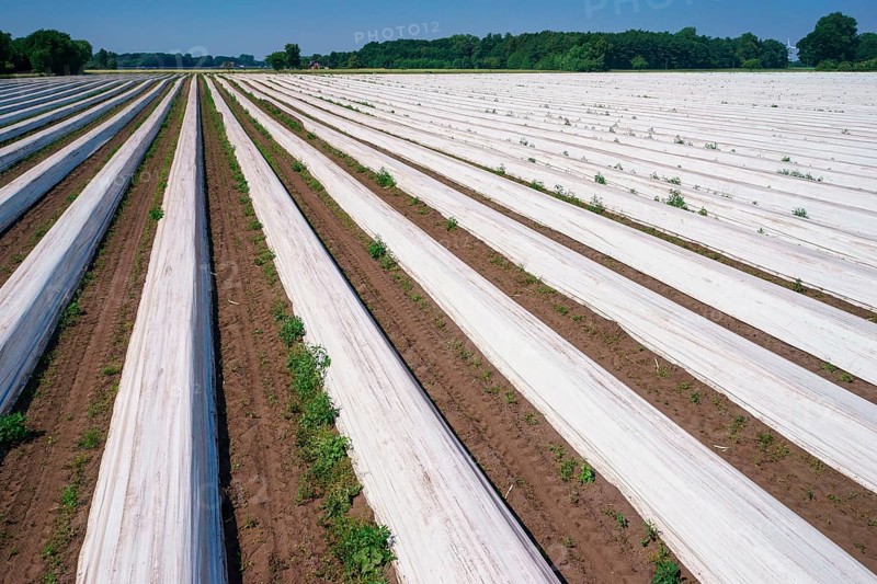 Asparagus field asparagus embankments covered with white plastic sheets
