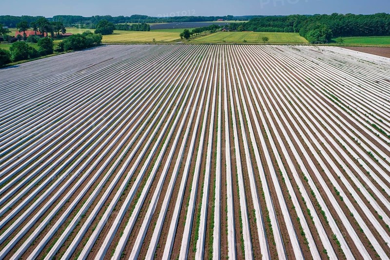 Asparagus field asparagus embankments covered with white plastic sheets