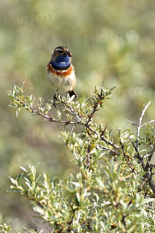 Bluethroat (Cyanosylvia svecica) with beetle in its beak