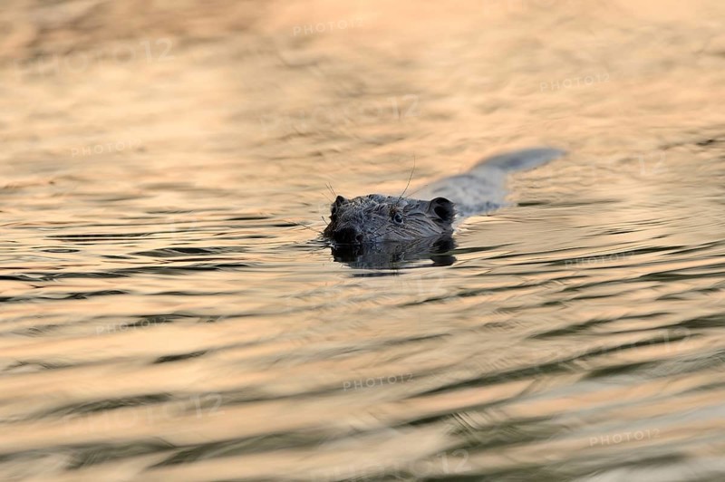 Swimming beaver (Castor fiber) in the morning light