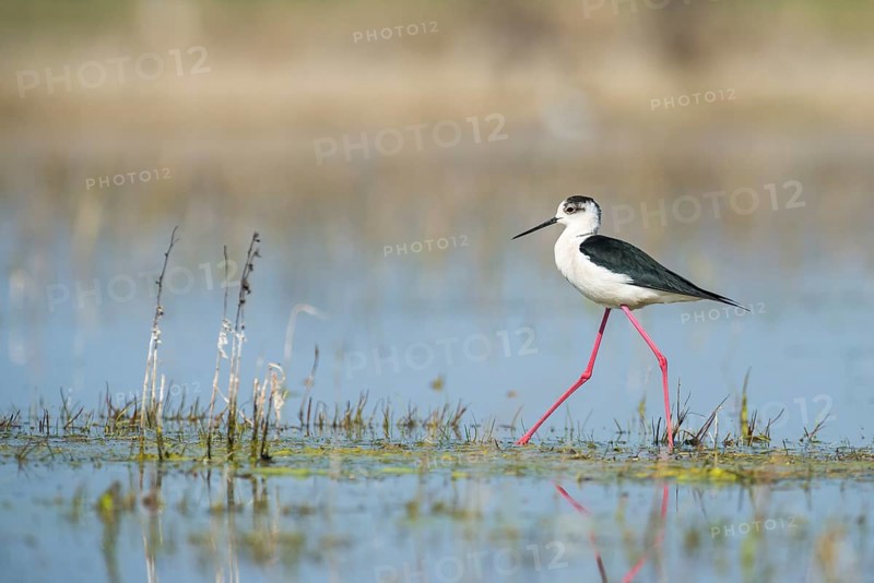 Black-winged Stilt (Himantopus himantopus)
