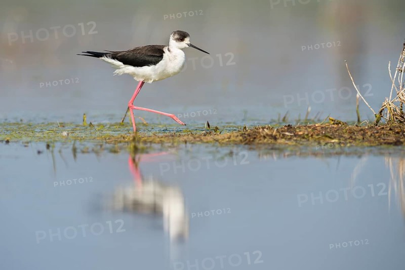 Black-winged Stilt (Himantopus himantopus)