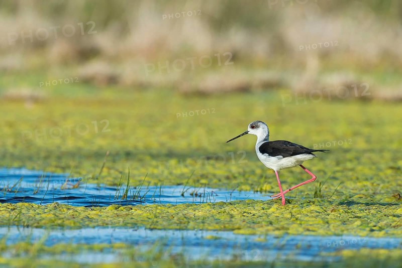 Black-winged Stilt (Himantopus himantopus)