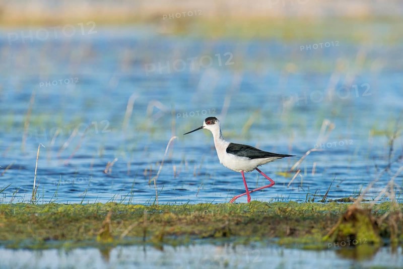 Black-winged Stilt (Himantopus himantopus)
