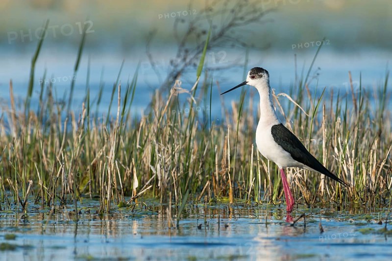 Black-winged Stilt (Himantopus himantopus)