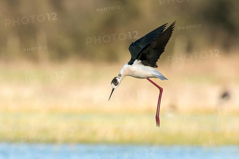 Black-winged Stilt (Himantopus himantopus) in flight