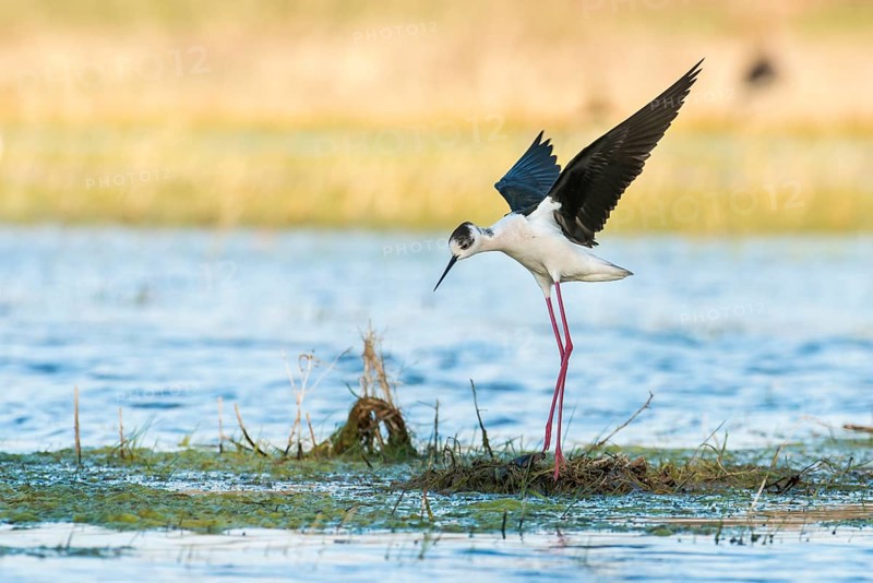 Black-winged Stilt (Himantopus himantopus) landing on nest
