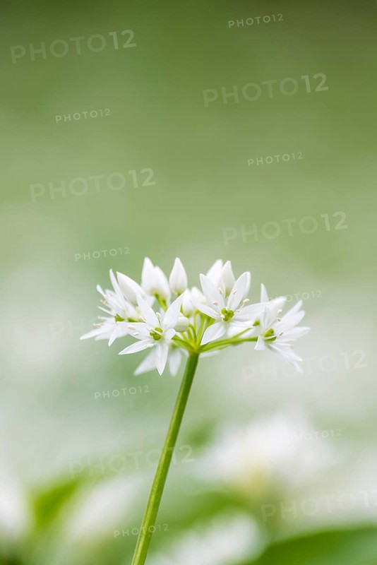 Wild garlic (Allium ursinum)