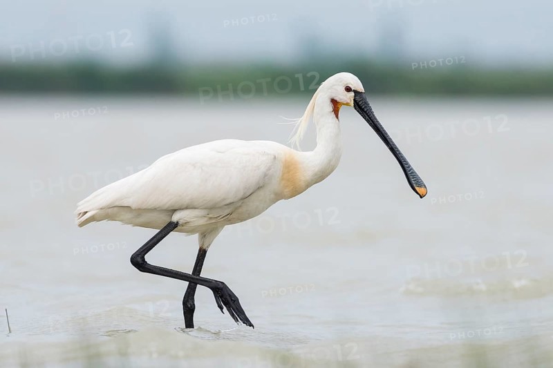 Spoonbill (Platalea leucorodia)