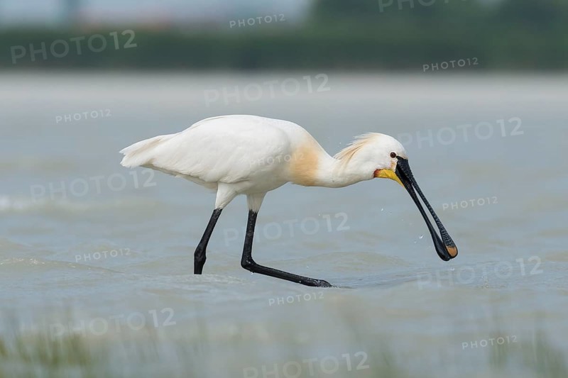 Spoonbill (Platalea leucorodia)