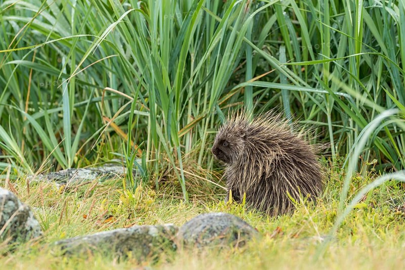 North American Porcupine (Erethizon dorsatum)