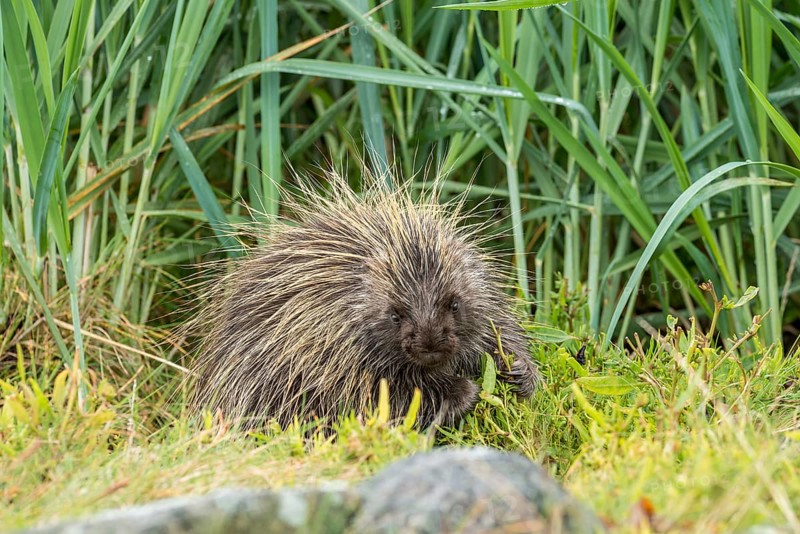 North American Porcupine (Erethizon dorsatum)