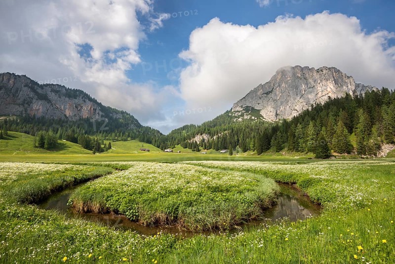 Alpine meadow with creek on the Wurzeralm