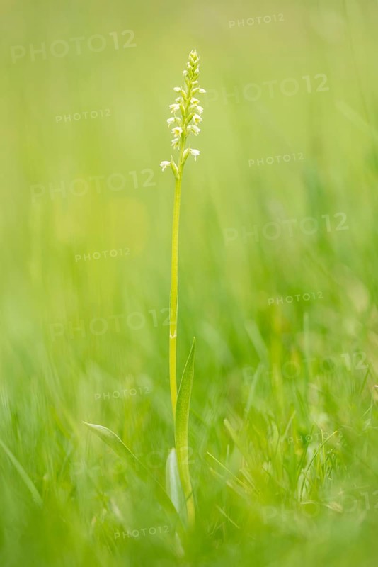 Small white orchid (Pseudorchis albida) in a meadow