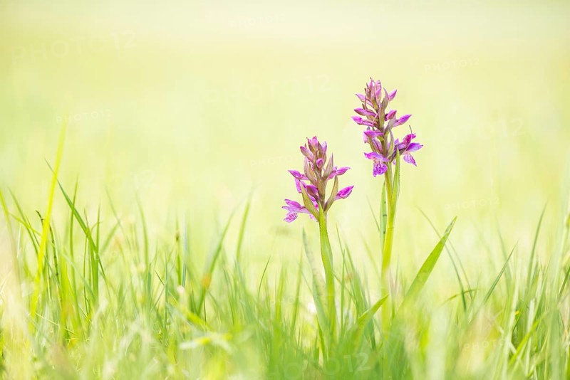 Western marsh orchid (Dactylorhiza majalis)