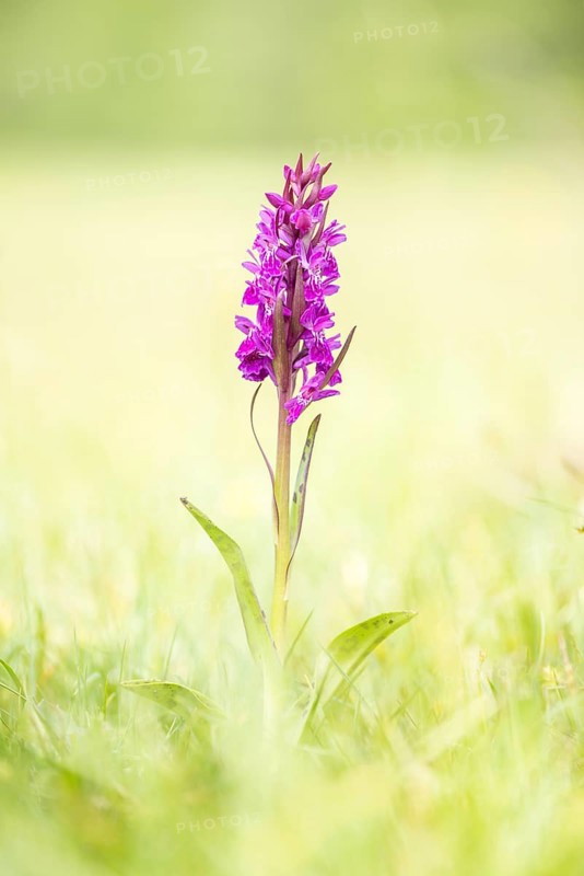 Western marsh orchid (Dactylorhiza majalis)