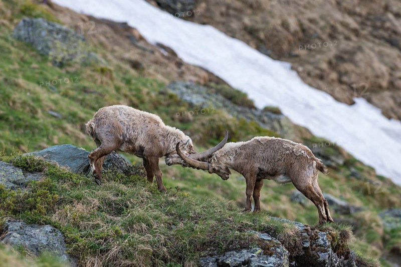 Alpine ibex (Capra ibex)