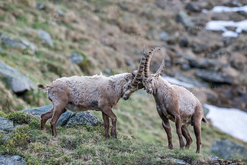Alpine ibex (Capra ibex)